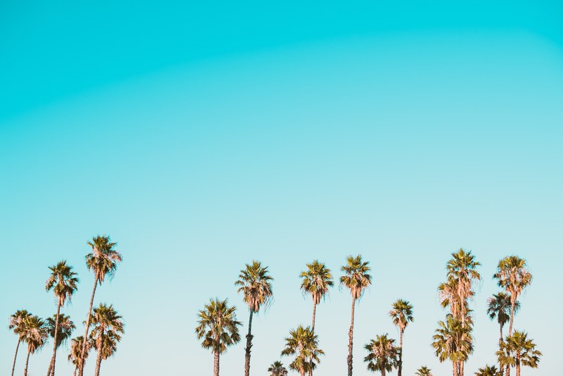 tall palm trees against a light blue sky, palm trees 4k