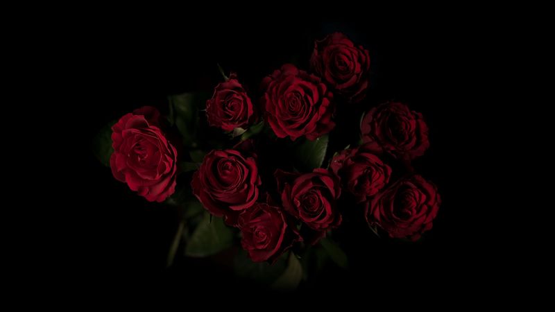 roses, bouquet, red, dark background, 4k