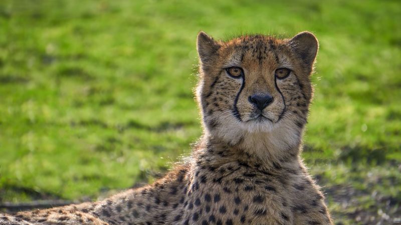cheetah, big cat, face, 4k