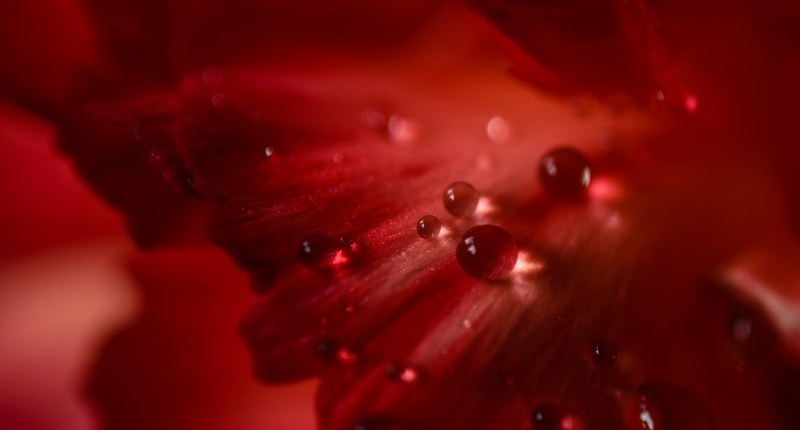wonderful beauty nature and flower 4k