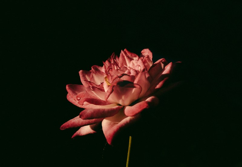 close up of a red flower with partly dried up petals, minimal red flower 4k