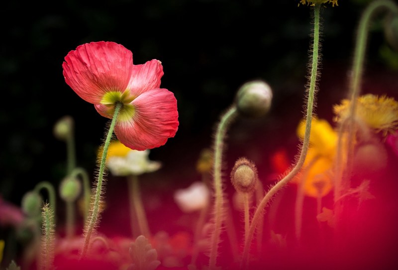 a low angle shot of poppy flowers on long hairy stems, poppies in low angle 4k
