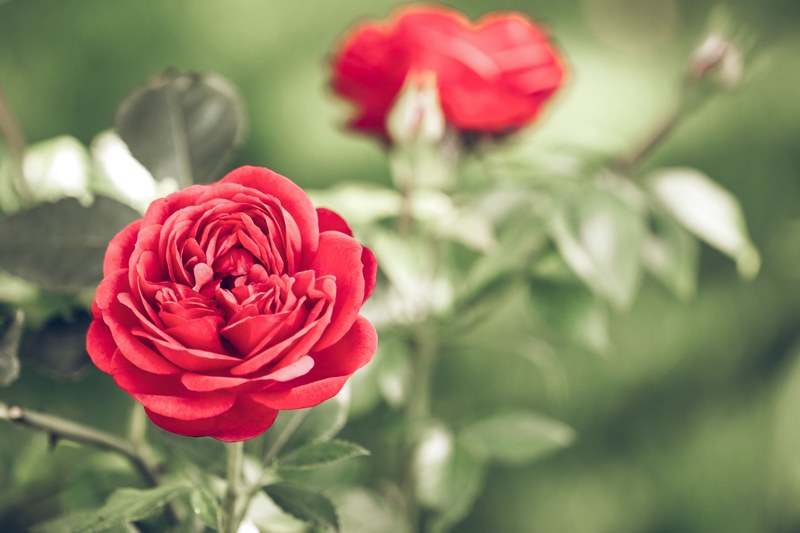 a close up of bright red roses on a bush, red roses in bloom 4k