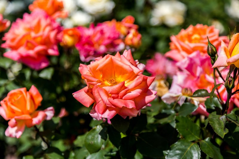 orange and pink roses blossoming in a botanical garden, spring rose bush 4k