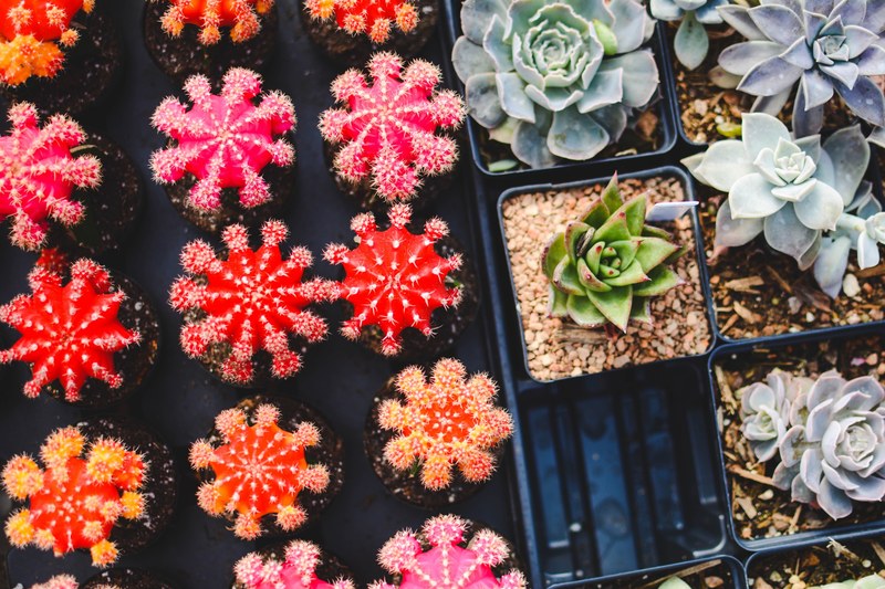succulent flower plant and cactu 4k