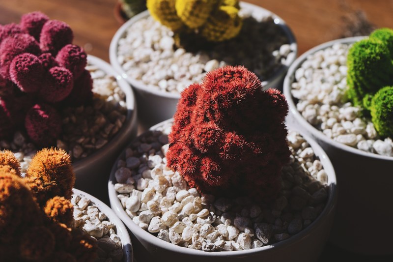 colorful cactu plant and rock 4k