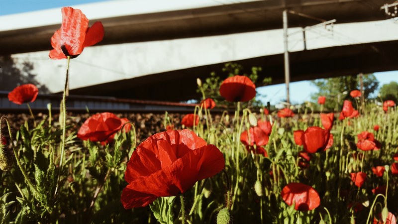 a field of red poppies near a large concrete structure, red poppies under a bridge 4k