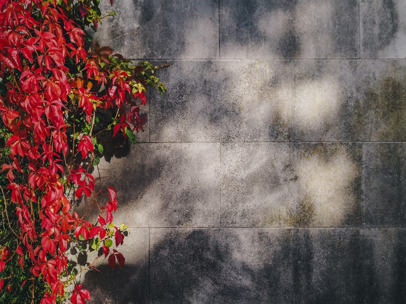 red leaves and vines against a concrete wall during fall, red leaves against concrete wall 4k