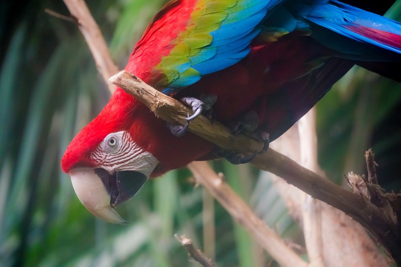 zoo bird hang and tree 4k