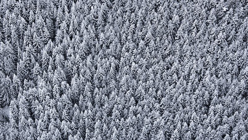 trees, top view, snow, snowy, 4k