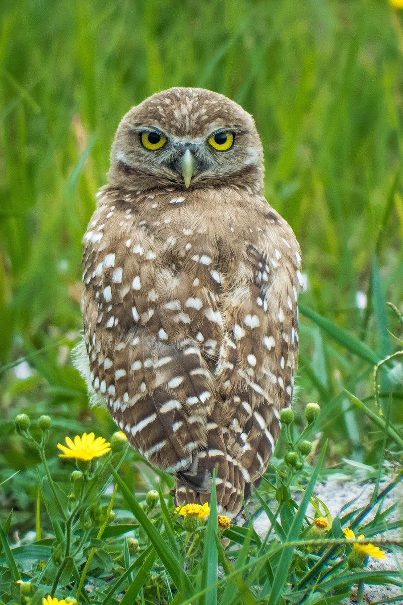 burrowing owl 4k