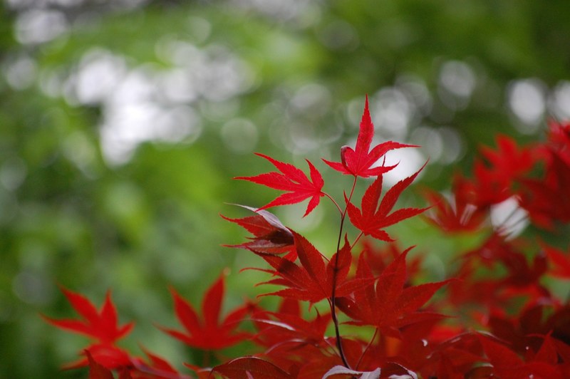 backyard japanese maple 4k