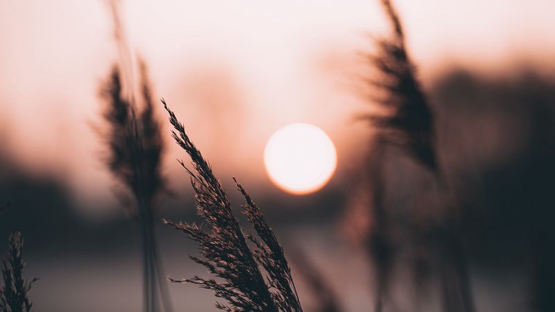 ear, sun, sunset, evening, 4k