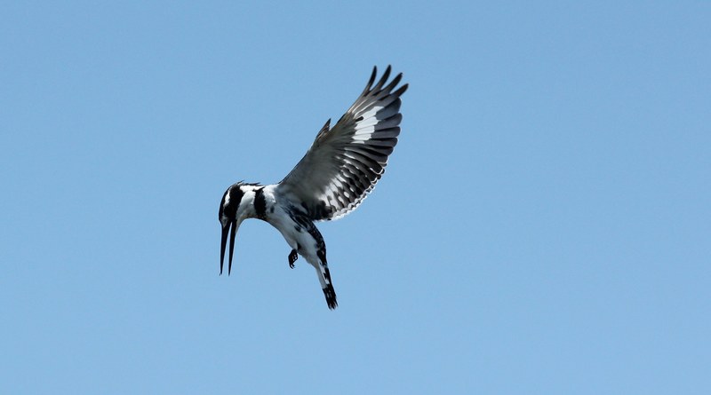 wing span wing flight and flying bird 4k