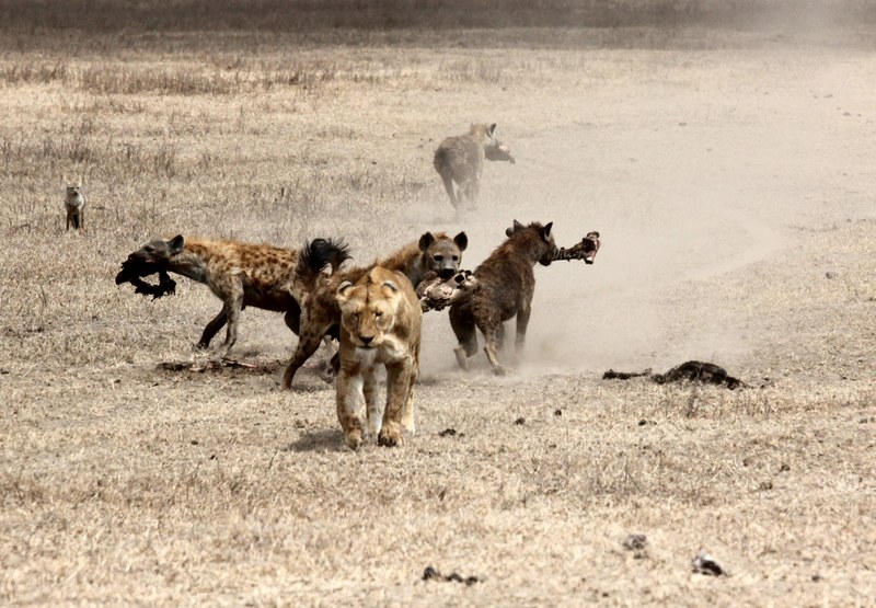 hunting zebra kill and ngorongoro crater 4k