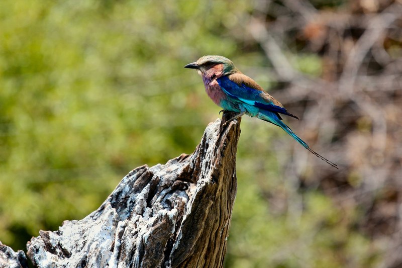 bird colourful colour and color 4k