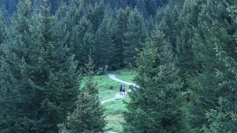 outside wander green and wood 4k