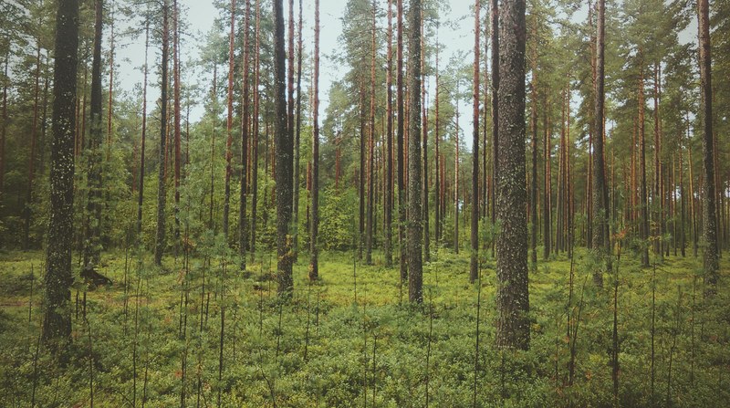 thin tree trunks and saplings in a coniferous forest, green coniferous forest 4k