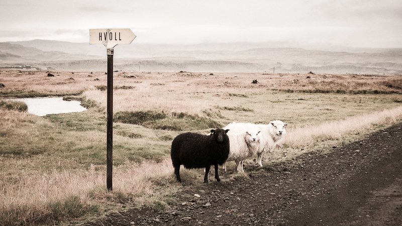 sheep stand next to a rural road in the country, country sheep 4k