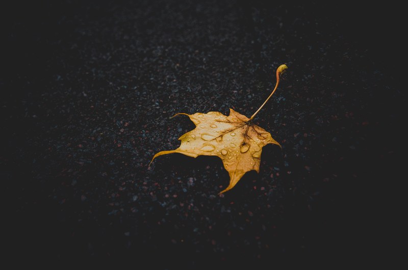 single autumn leaf with rain droplets on wet pavement, fallen maple leaf 4k