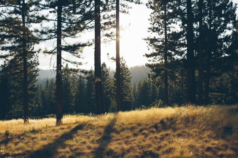 a golden meadow near a stretch of evergreen trees, golden grass and dark green trees 4k