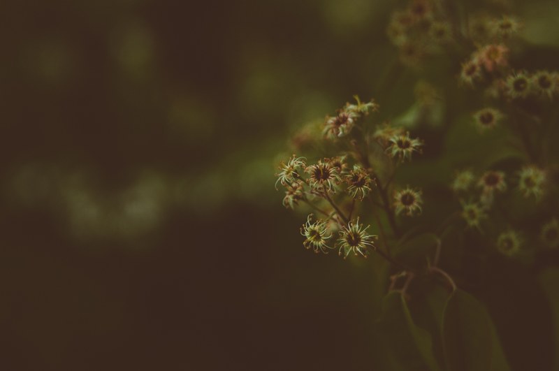 a dim close up of dry flower heads, dry flowers 4k