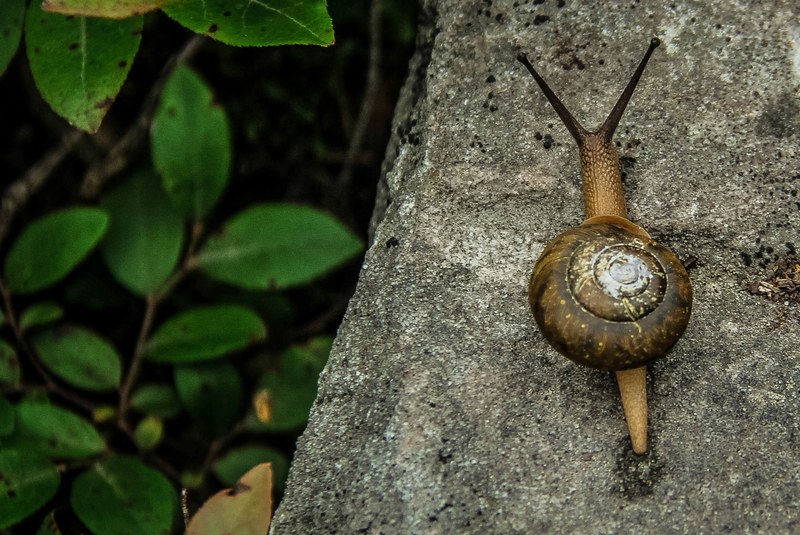 brown snail with a spiral shell slowly moves on the pavement, slimey snail 4k