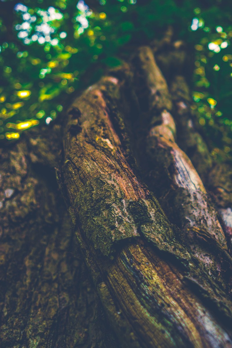 tree growing natural and beauty hd, 4k