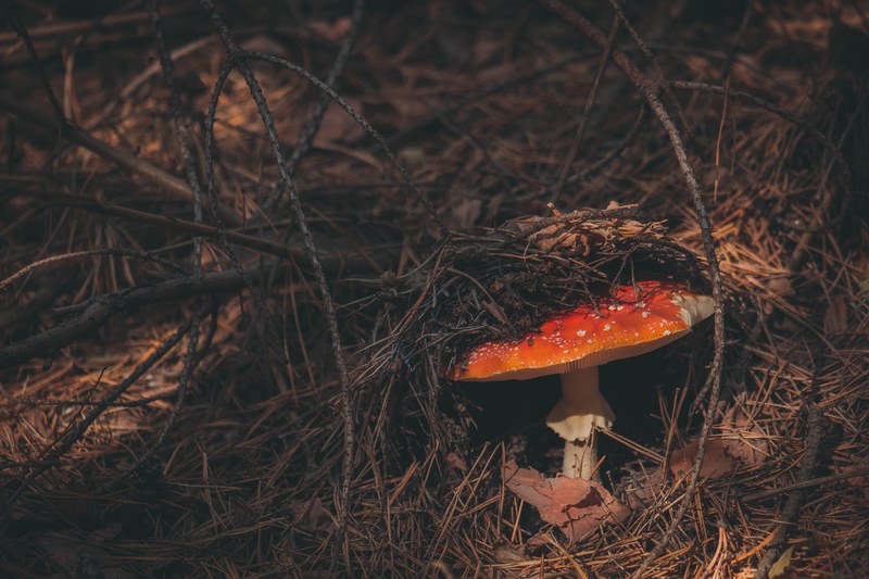 wild mushroom grows in the brush of the forest floor, mushroom under pine needles 4k