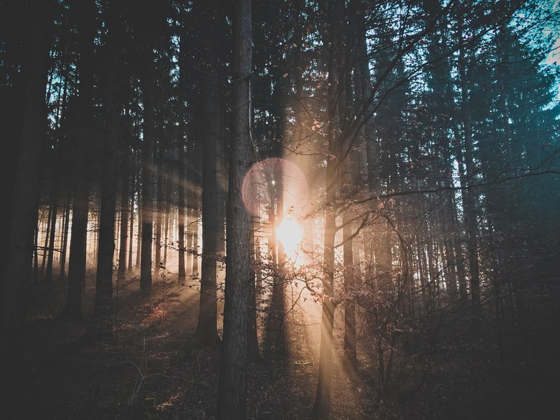 tree forest sun and sunlight 4k