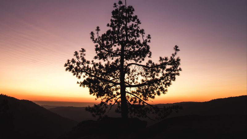 tree, sunset, horizon, 4k