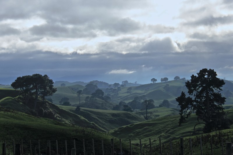 trees on green undulating hills on a cloudy day, pastures by buckland road 4k