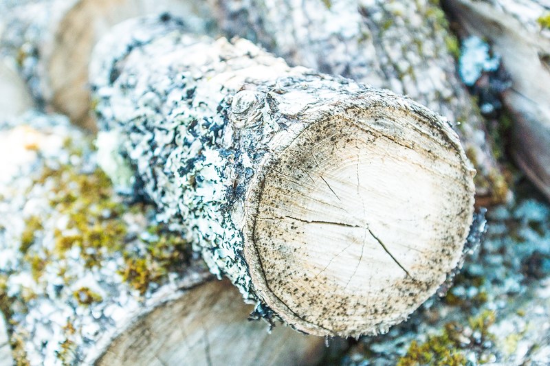 log wood moss and bark 4k