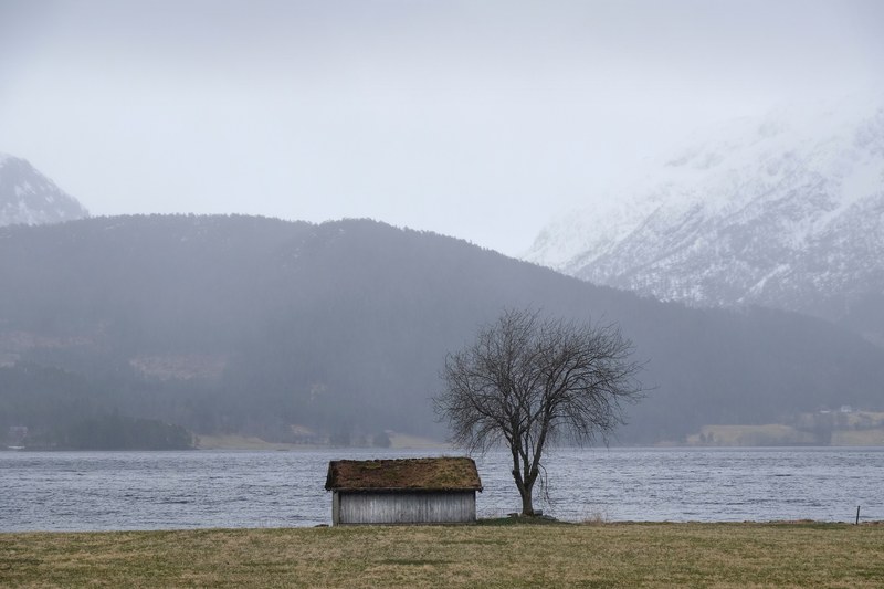 abandoned cabin and tree near mountainside lake in bjrkedalen, lonely little shack 4k