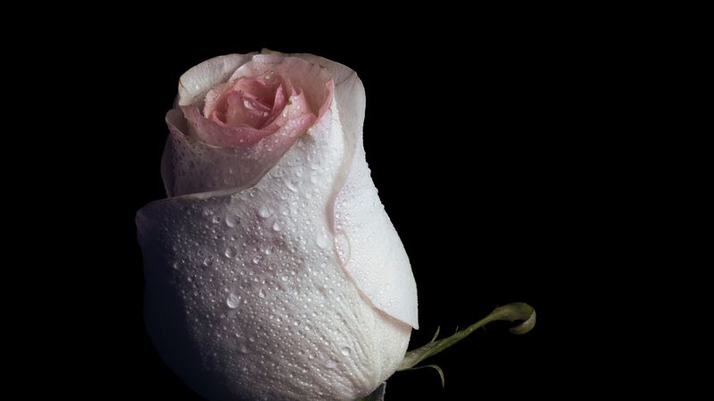 rose, drops, bud, 4k