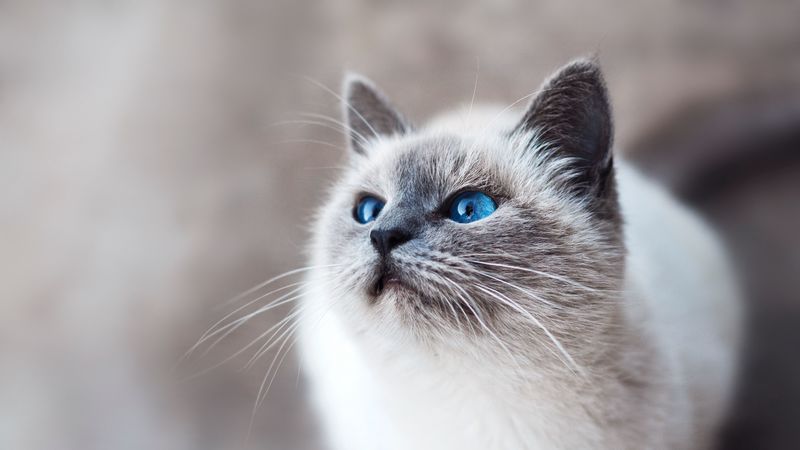 cat, blue-eyed, look, 4k