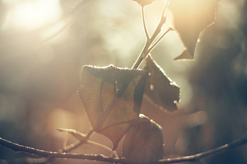 a macro shot of withering leaves in warm light, withering leaves in macro 4k
