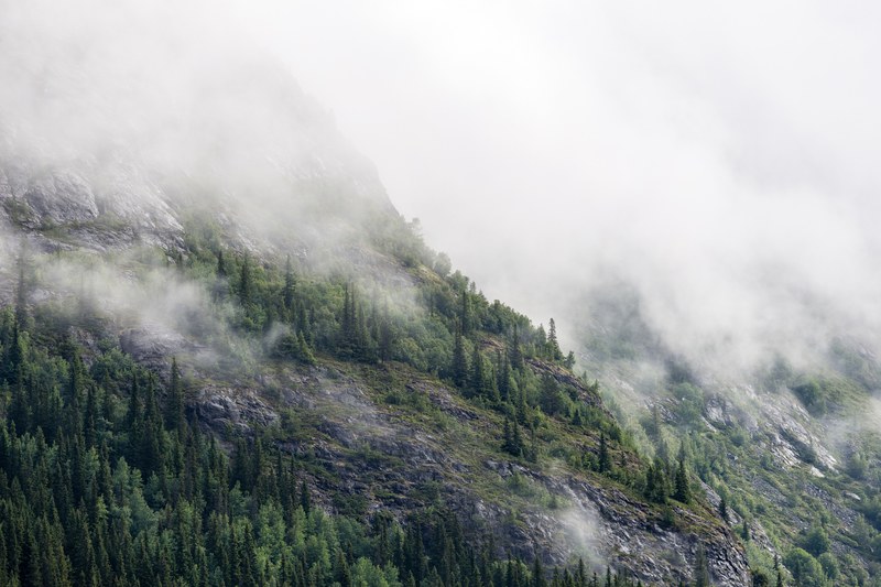misty fog rolling down the mountain slope of a pine forest, misty pine forest slope 4k
