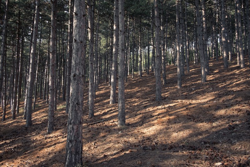 pine trees on a slight slope in ohrid, pine cones on a slope 4k