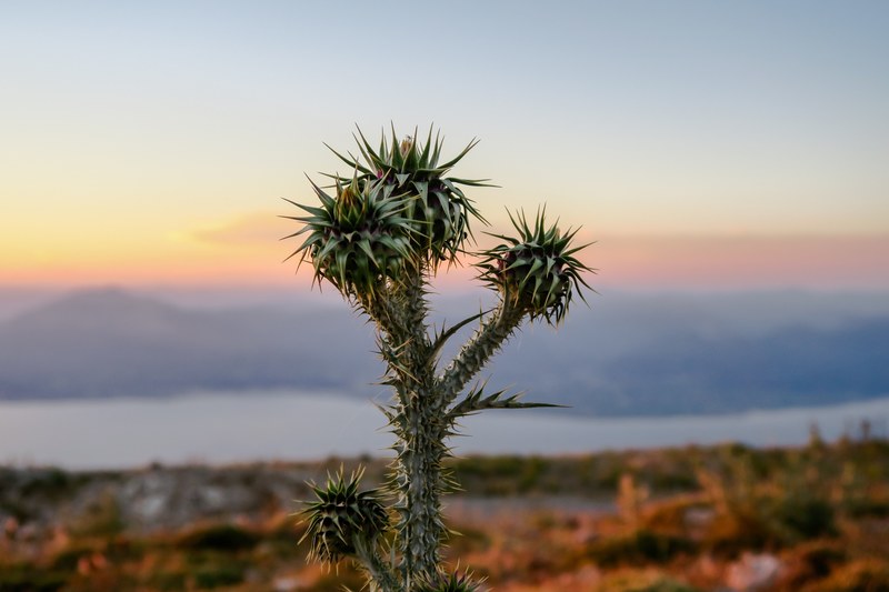 a green and brown cactus in a field alongside a lake and mountains in patras, cactus 4k