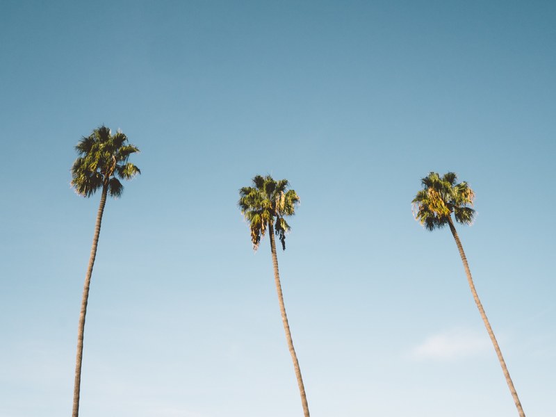 three palm trees against the sky in san diego, san diego palm trees 4k