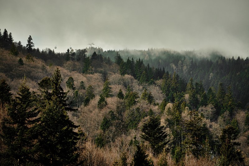 a hillside covered with evergreen trees and bushes with a ski lift on the horizon, ski lift behind a wooded hill 4k