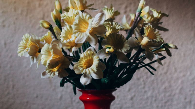 daffodils, bouquet, vase, 4k