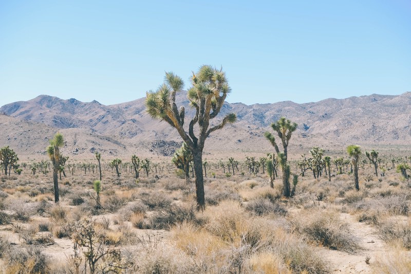 a large number of cholla cactuses among shrubs with dust covered mountains on the horizon, cholla cactuses near mountains 4k