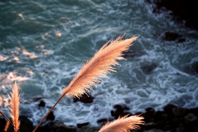 a close up of several orange feathers above sea waves crashing against the sun, orange feathers over the sea 4k