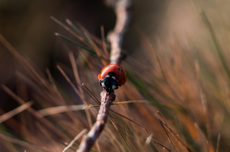 ladybug crawls on a thick stick in a field, ladybug on the move 4k