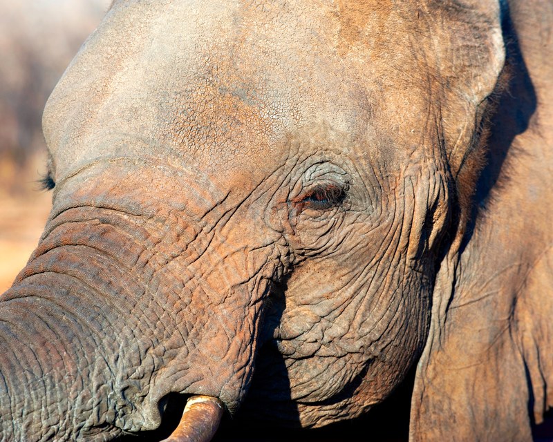 elephant animal tusk and mammal 4k
