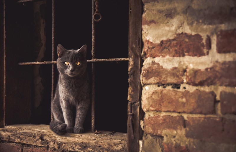 gray cat with yellow eyes sits in window of old building with rusted bars and brick, my cat 4k