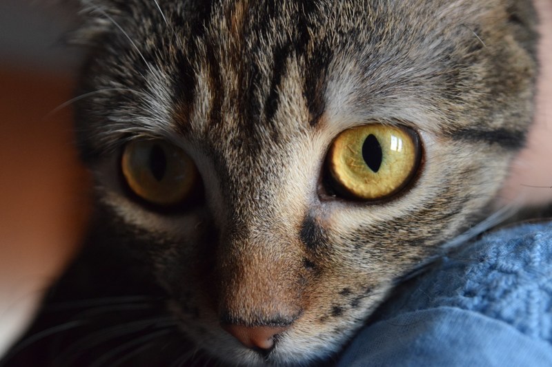 close up of a tabby cats large green eyes, cat eyes up close 4k