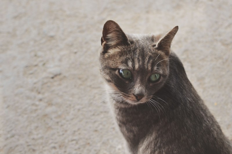 a green eyed tabby cat sitting on a carpet and turning its head back, cat love 4k